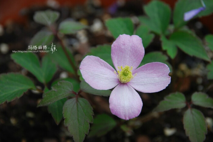 粉色到浅粉色4瓣小花,有淡雅香味.花径5-6cm.