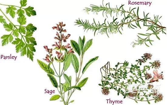 其中,鼠尾草(sage),迷迭香(rosemary)和百里香(thyme)常见于香料专柜