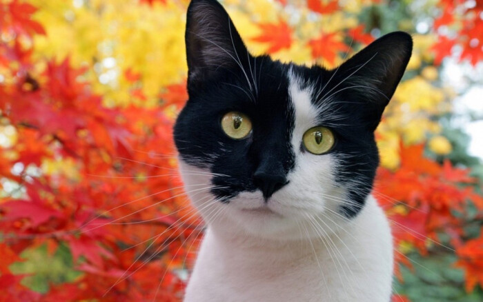 看这只黑猫,瞪着火焰般明亮的眼睛,目不转睛的盯着浓黑的夜空.