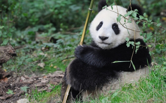 今天,小编给你带来的可爱大熊猫图片:身在茂密的竹林,是隐居深山的