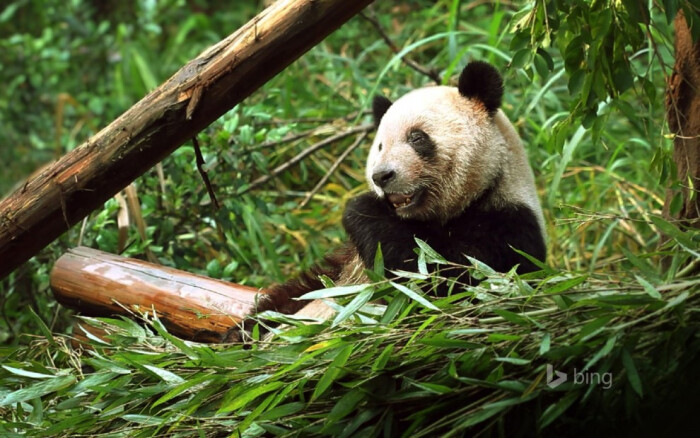 今天,小编给你带来的可爱大熊猫图片:身在茂密的竹林,是隐居深山的