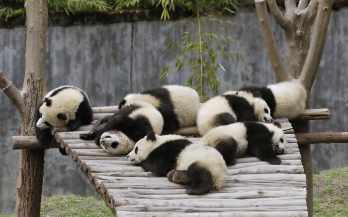 今天,小编给你带来的可爱大熊猫图片:身在茂密的竹林,是隐居深山的