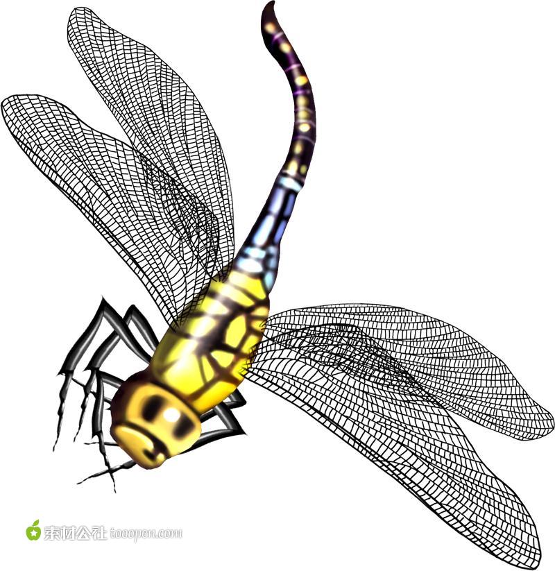 高清蜻蜓素材图
