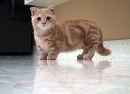 曼基康小奶猫,小短腿中的至尊小短腿,与柯…-堆