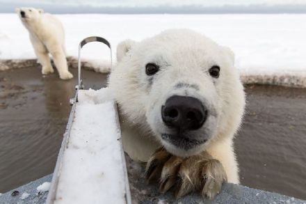 希腊摄影师kyriakos kaziras在美国barter island拍摄时,一只小北极熊