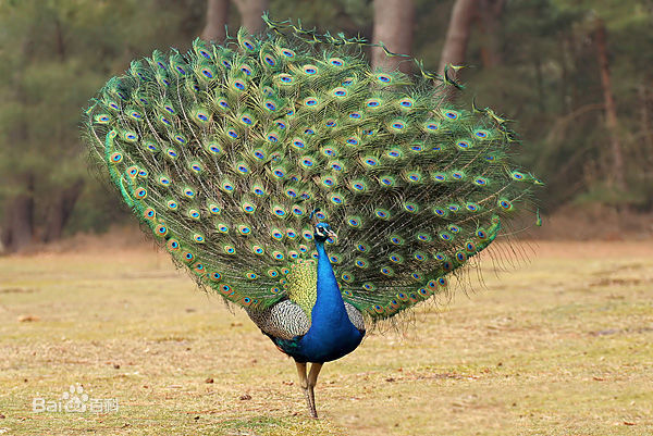 蓝孔雀(学名:pavo cristatus)雄鸟具直立的枕冠,羽色华丽,尾上覆羽