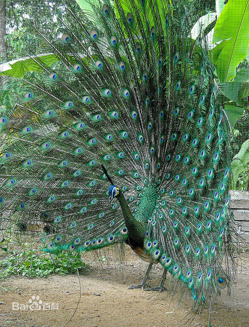 绿孔雀(学名:pavo muticus)大型鸡类,体长180~230厘米.