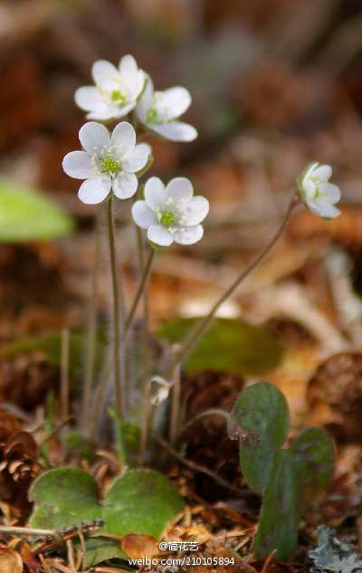 雪割草(hepatica nobilis)