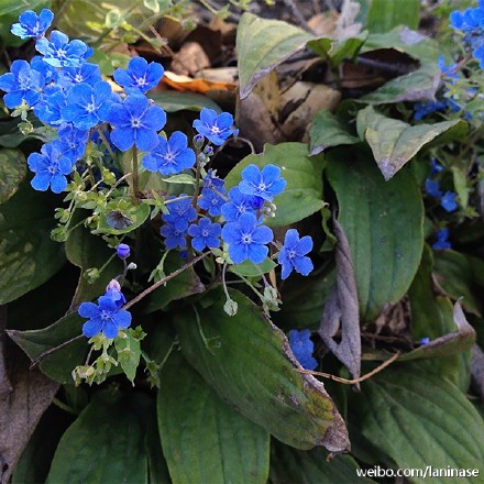 琉璃草 omphalodes cappadocica