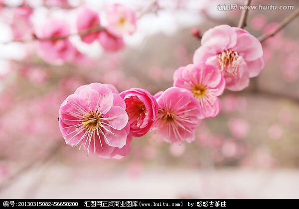 梅花朵朵