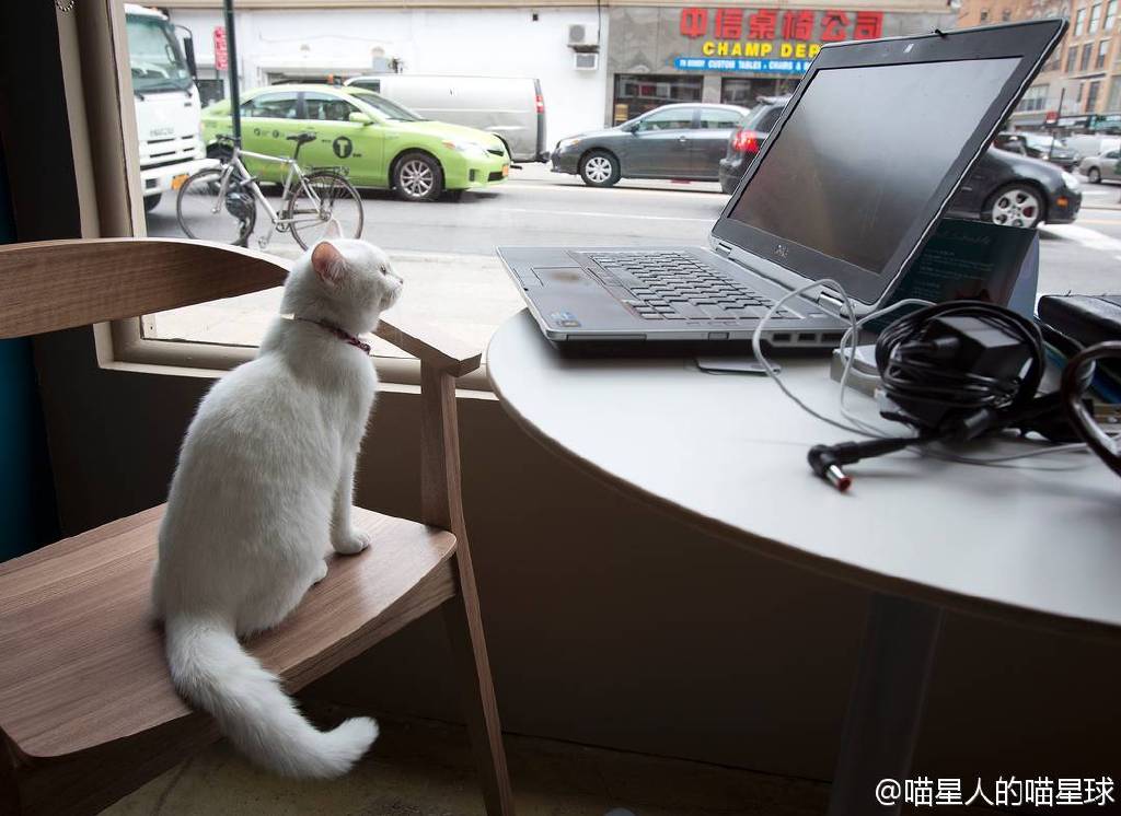 的咖啡馆由宠物食品品牌与动物救助所资助,爱猫人士可以一边喝咖啡,吃
