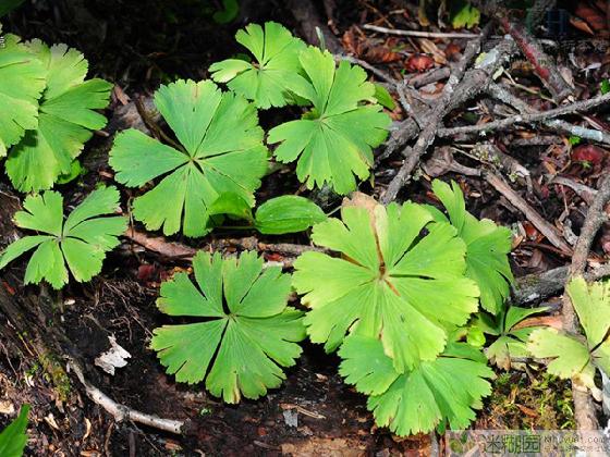 2015年9月28日 20:54 关注 资讯 一级保护稀有植物—独叶草