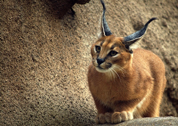 狞猫caracal cat