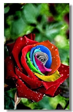 荷兰彩虹玫瑰