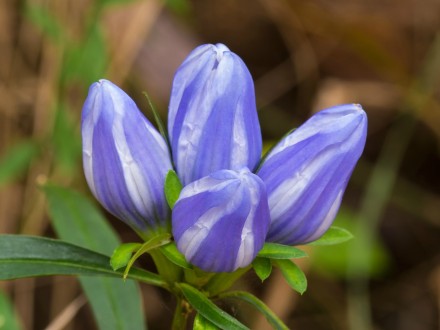 龙胆gentiana saponaria flickr 图片