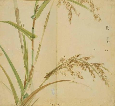 诗经中的植物:芦苇。《诗经.秦风.蒹葭…-堆糖