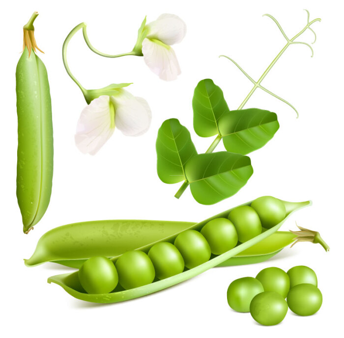 豌豆设计矢量素材,素材格式:eps,素材关键词:豌豆花,蔬菜,豌豆,豆荚