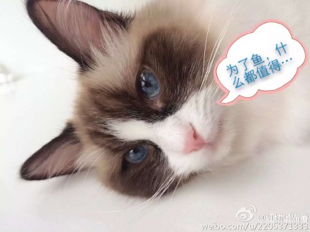 猫咪#布偶猫#喵星人#搞笑#三只可爱的小家伙,争先恐后的吃鱼.