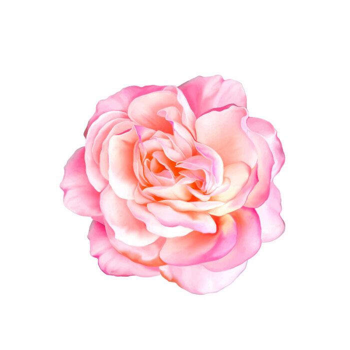 精美粉色月季花矢量素材,素材格式:eps,素材关键词:花卉,粉色,月季花