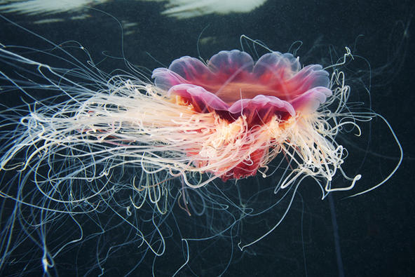 狮鬃水母lion"s mane jellyfish (cyanea capillata)