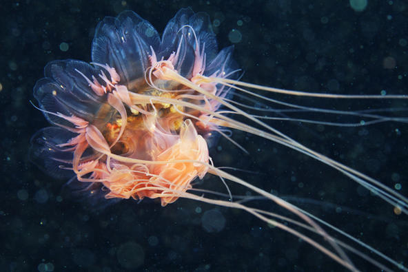 狮鬃水母lion's mane jellyfish(cyanea capillata)