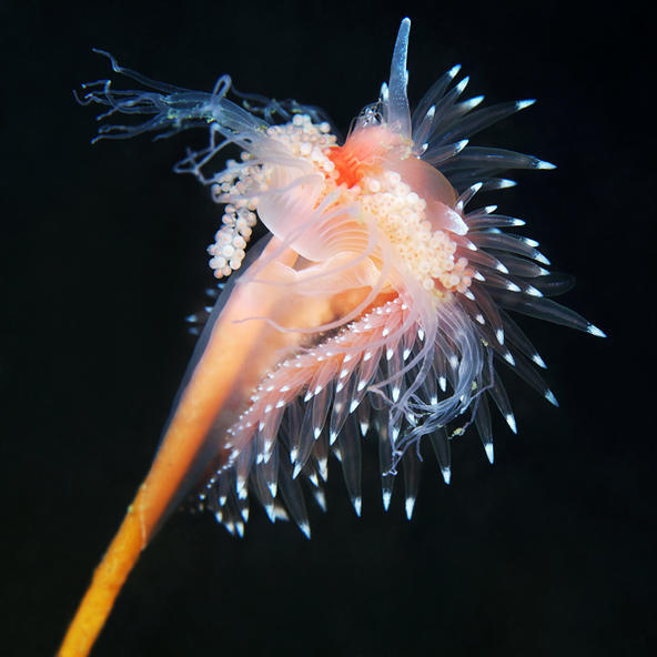 海蛞蝓(sea slug)篇(lz一直好喜欢这种生物,觉得它们看上去又小又可爱
