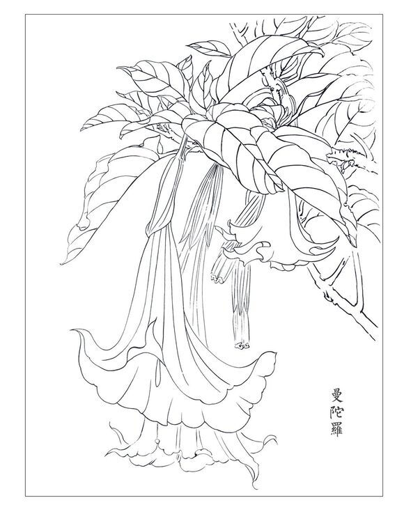 白描线稿