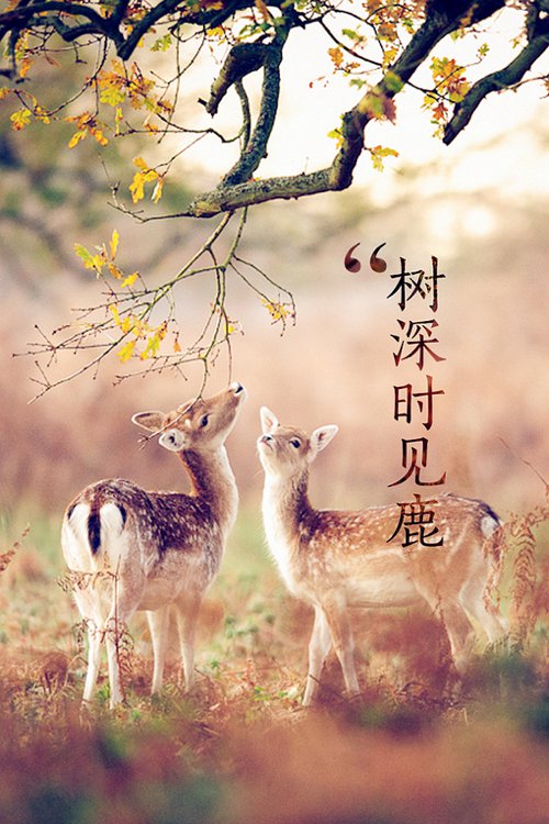 精美的带一点文艺气息的手机壁纸素材