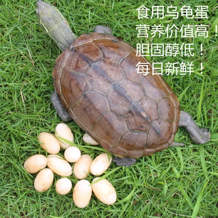 2015食用纯天然乌龟蛋 头窝蛋 现货 每日新鲜