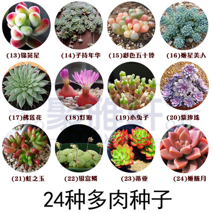 绿植花卉多肉植物花种 子小兔子 碧光环 生石花 爱心套装肉锥绿植