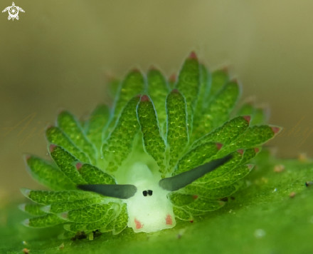 这种学名为costasiella kuroshimae的海蛞蝓,长像酷似小绵羊.