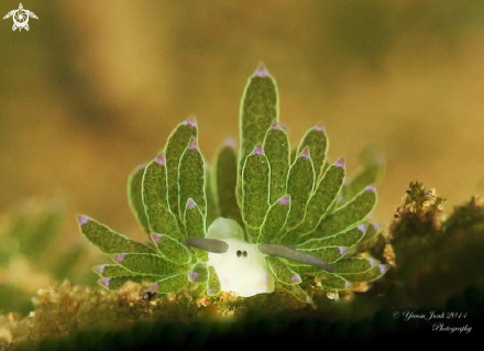 这种学名为costasiella kuroshimae的海蛞蝓,长像酷似小绵羊.