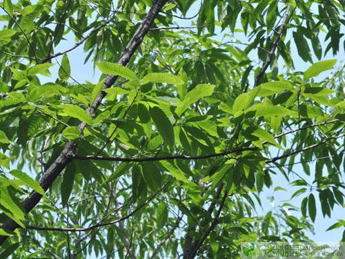 麻栎树别名叫橡椀栎属植物之一,产地位中辽宁的东南部,华北各省及陕西