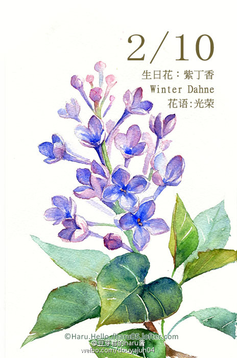 2月10日の生日花【紫丁香】花语:光荣 花占卜 :您为人光明磊落,富正义