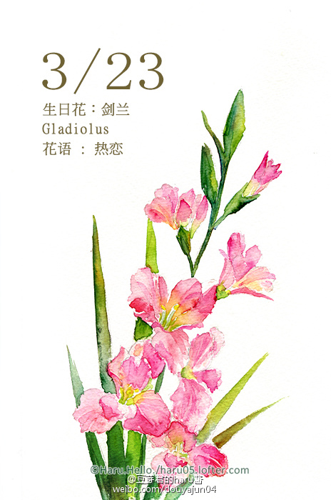 3月23日の生日花【剑兰】花语:热恋 花占卜:…-堆糖,美好生活研究所