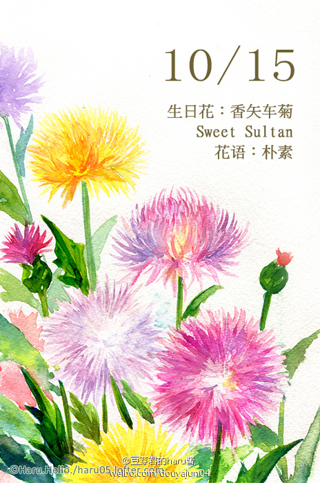 10月15日の生日花【香矢车菊】花语:朴素 受到这种花祝福而生的人