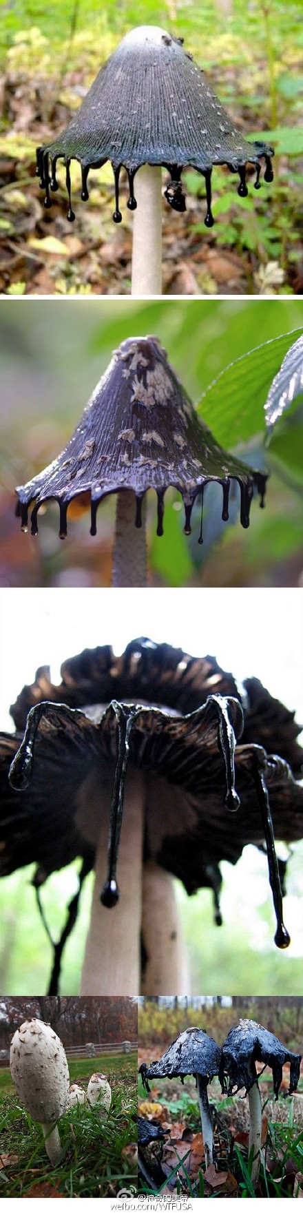 "墨汁鬼伞",因菌褶会变成黑色并液化,如同墨汁滴落而得名 其实鸡腿菇