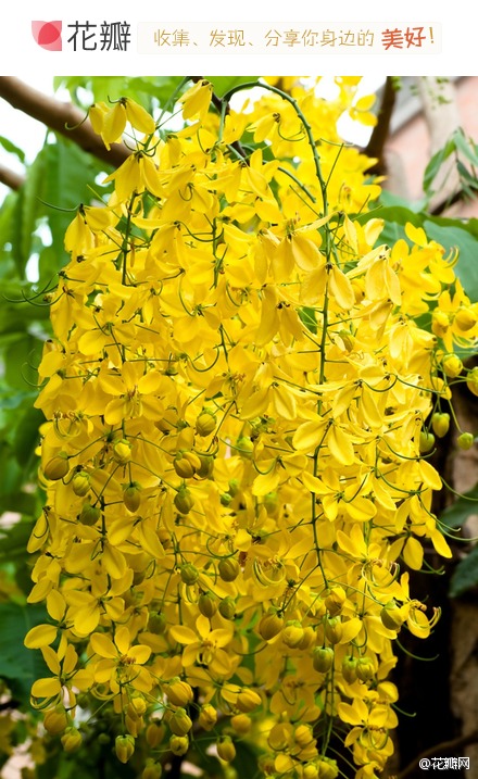 百花之阿勃勒,豆科,是泰国的国花.
