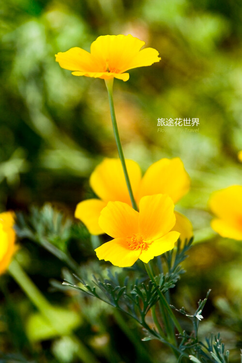 花菱草生长环境中只有一样绝对不能或缺,那就是阳光,而喜光的花菱草