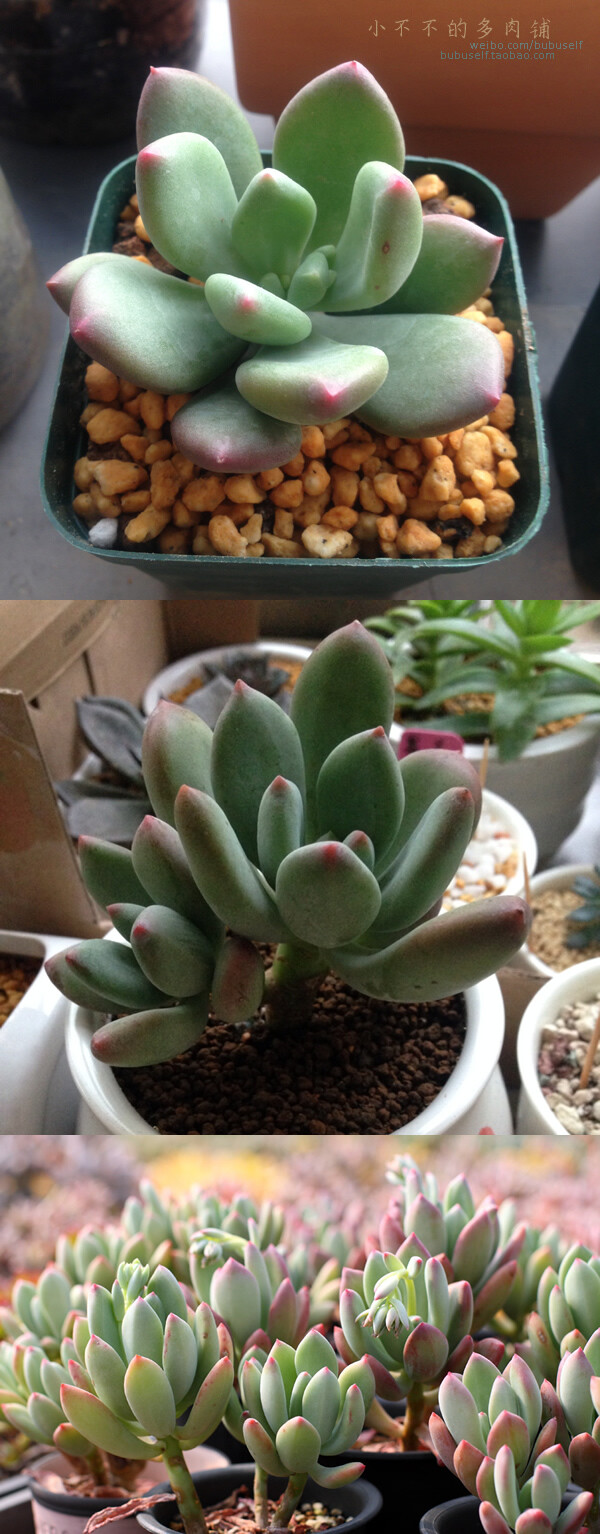 【青星美人】pachyphytum "dr.