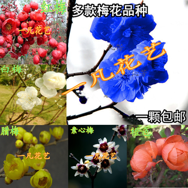 四季梅花苗 循环开花 红梅苗 素心梅 腊梅树苗 植物庭院盆栽花卉