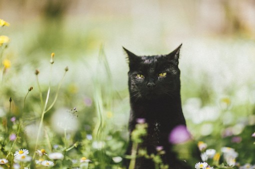 来自摄影师elena morelli为自己的爱猫luna拍摄的很唯美的黑猫摄影