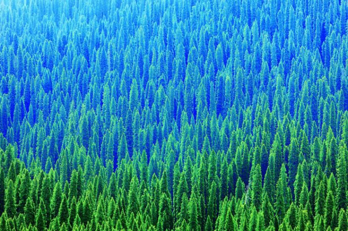 这样的森林叫做寒温带针叶林,它们还有个更加常用的名字——泰加林.