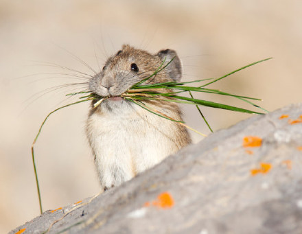 还是之前有给大家介绍过的鼠兔~皮卡皮卡~(≥▽≤)/~英文名叫做pika