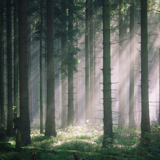 x的唯美风光摄影作品,给我们呈现了一片洒满阳光的森林的神秘与美感