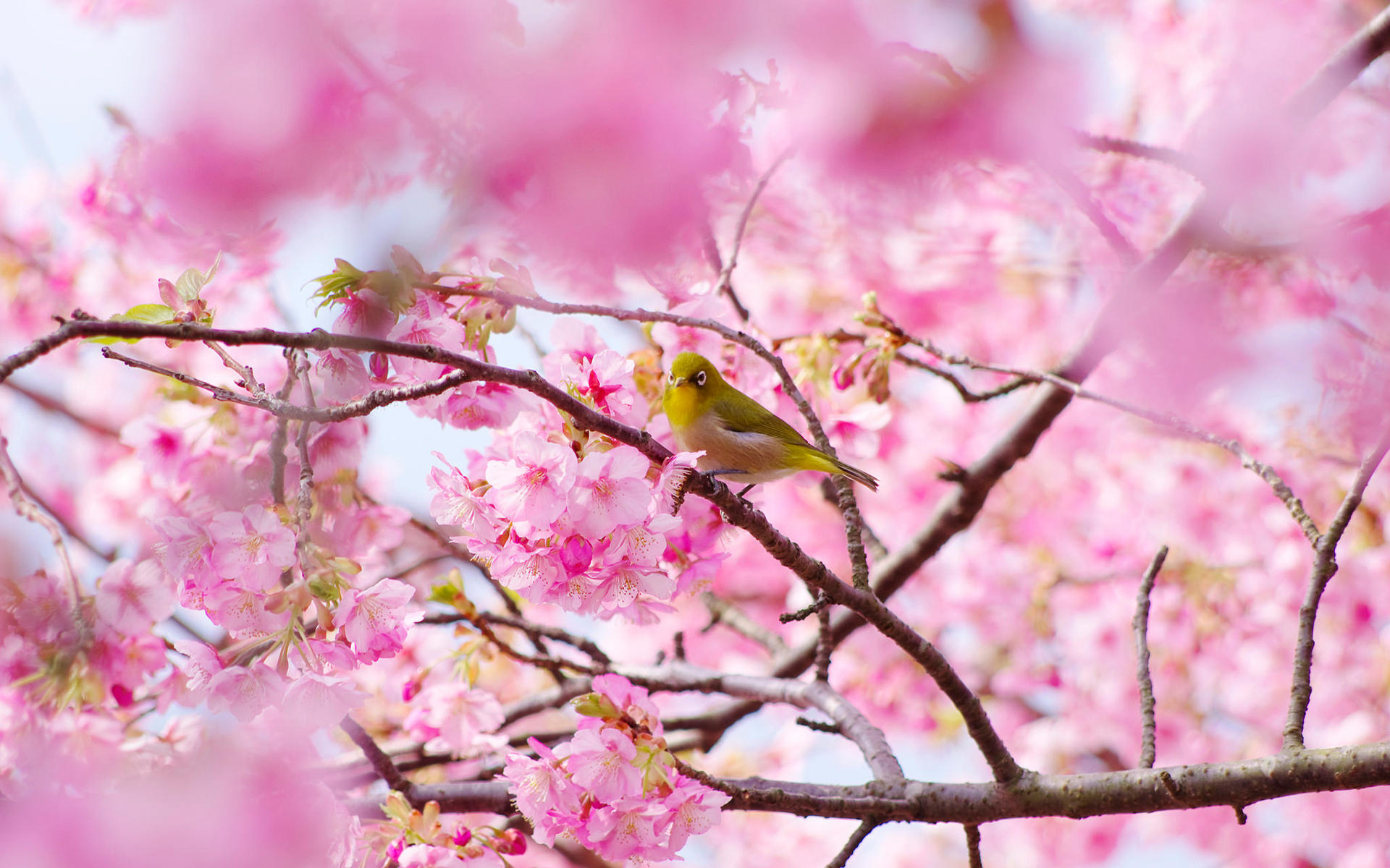 日本唯美樱花花海高清壁纸_初夏小清新樱