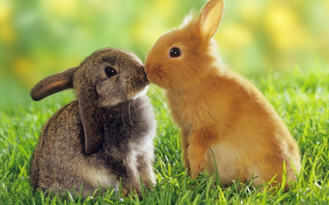 草地上两只兔子亲吻