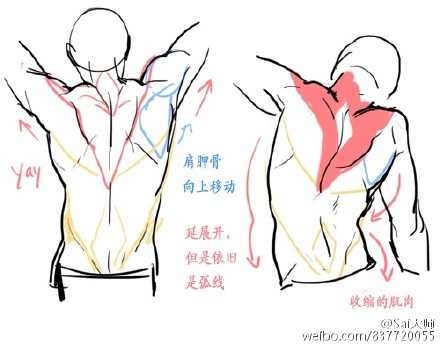 绘画学习# 【男性背部的绘制刻画要点】 (by kelps)