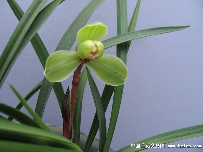 价廉物美的瑞梅-春兰篇-中国兰花交易网社