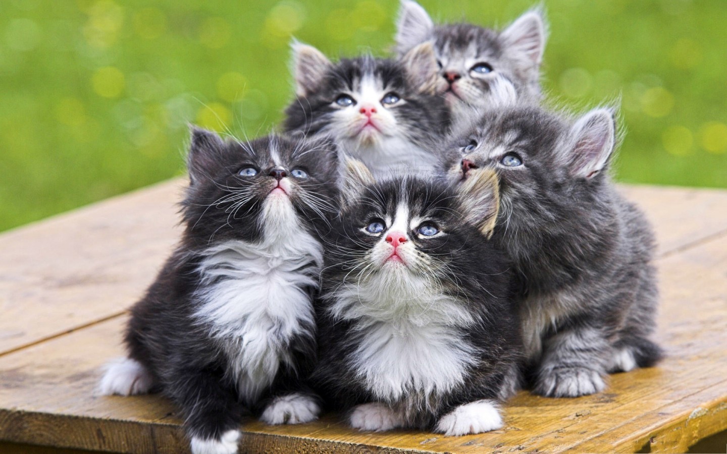 五只可爱猫咪电脑壁纸高清
